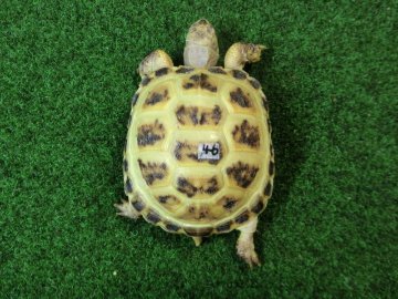 ホルスフィールドリクガメベビーCB個体46番の画像