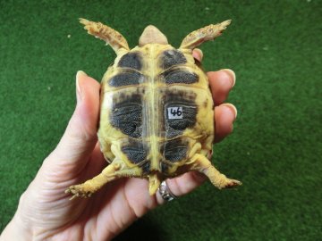 ホルスフィールドリクガメベビーCB個体46番の画像