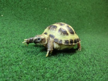 ホルスフィールドリクガメベビーCB個体47番の画像