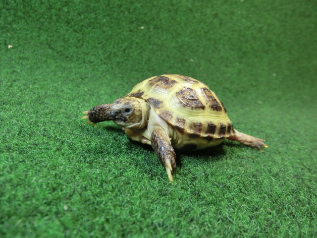 ホルスフィールドリクガメベビーCB個体48番の画像