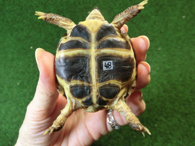 ホルスフィールドリクガメベビーCB個体48番の画像