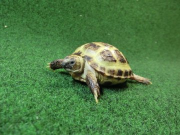 ホルスフィールドリクガメベビーCB個体48番の画像