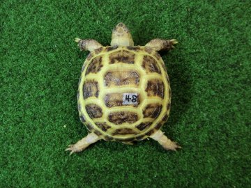 ホルスフィールドリクガメベビーCB個体48番の画像