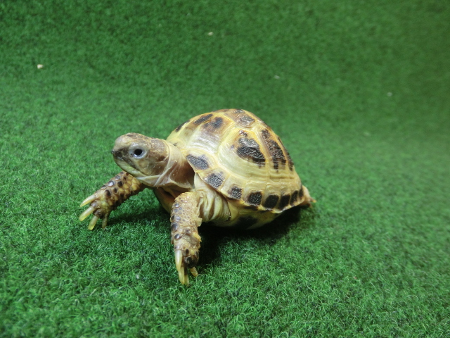 ホルスフィールドリクガメベビーCB個体49番ハイドームの画像