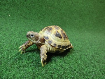 ホルスフィールドリクガメベビーCB個体49番の画像