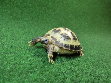 ホルスフィールドリクガメベビーCB個体50番の画像