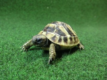 ヘルマンリクガメベビーEUCB個体 27番の画像