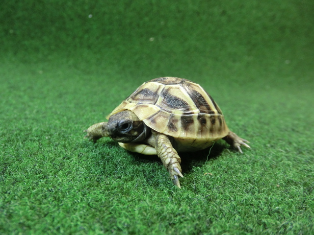 ヘルマンリクガメベビーEUCB個体 28番の画像