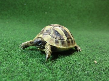 ヘルマンリクガメベビーEUCB個体 29番の画像