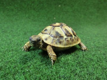 ヘルマンリクガメベビーEUCB個体 30番イエロータイプの画像