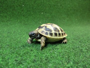 ヘルマンリクガメベビーEUCB個体 31番イエロータイプの画像