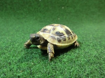 ヘルマンリクガメベビーEUCB個体 32番イエロータイプの画像