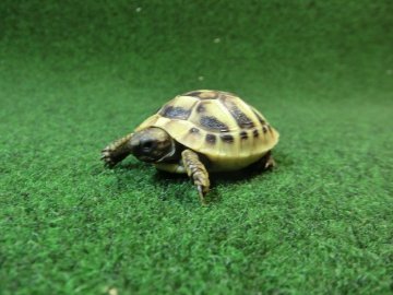 ヘルマンリクガメベビーEUCB個体 33番イエロータイプの画像