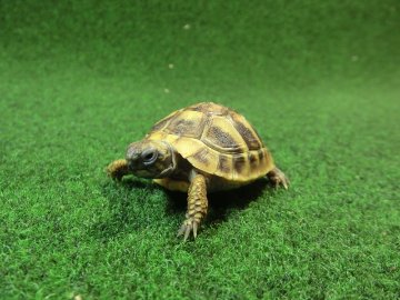 ヘルマンリクガメベビーEUCB個体 34番イエロータイプの画像