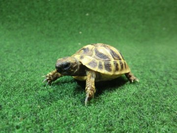 ヘルマンリクガメベビーEUCB個体 35番イエロータイプの画像