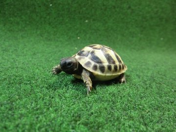 ヘルマンリクガメベビーEUCB個体 36番イエロータイプの画像