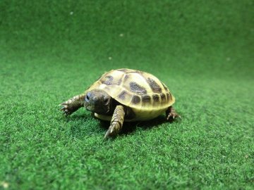 ヘルマンリクガメベビーEUCB個体 37番イエロータイプの画像