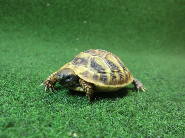 ヘルマンリクガメベビーEUCB個体 38番イエロータイプの画像