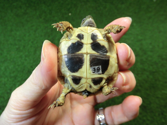 ヘルマンリクガメベビーEUCB個体 38番イエロータイプの画像