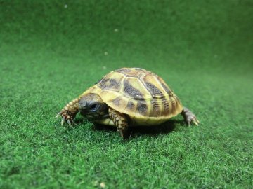 ヘルマンリクガメベビーEUCB個体 38番イエロータイプの画像