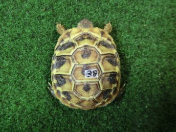 ヘルマンリクガメベビーEUCB個体 38番イエロータイプの画像