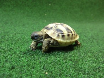 ヘルマンリクガメベビーEUCB個体 39番イエロータイプの画像
