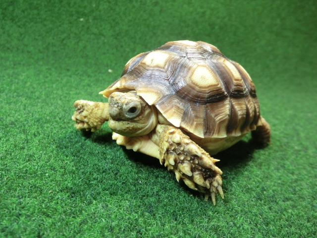 ケヅメリクガメベビー トーゴ産CB個体32番 の画像
