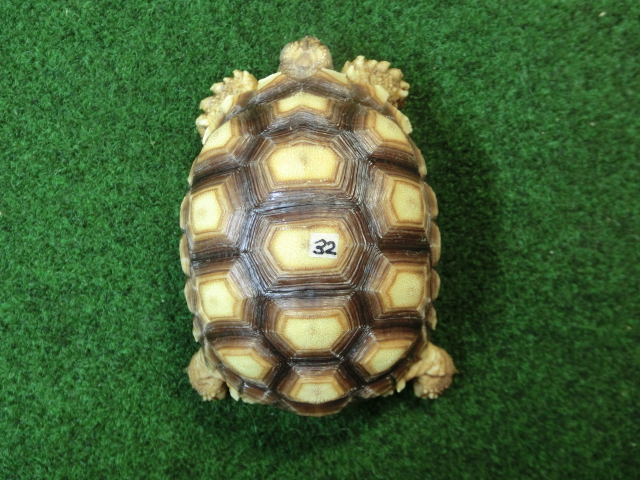 ケヅメリクガメベビー トーゴ産CB個体32番 の画像
