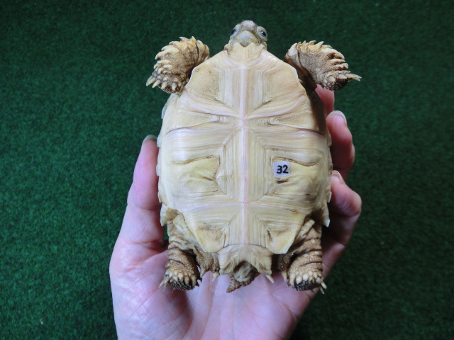 ケヅメリクガメベビー トーゴ産CB個体32番 の画像