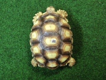 ケヅメリクガメベビー トーゴ産CB個体32番 の画像