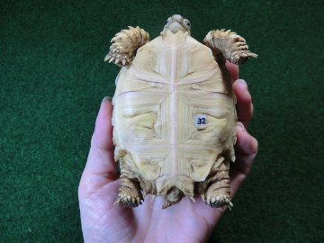 ケヅメリクガメベビー トーゴ産CB個体32番 の画像