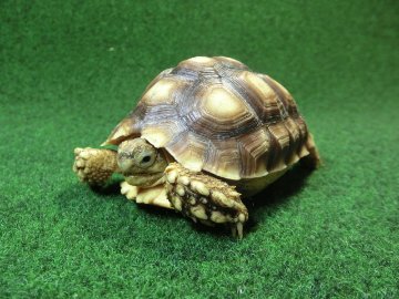 ケヅメリクガメベビー トーゴ産CB個体33番 ちょい甲ズレの画像