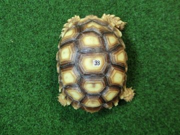 ケヅメリクガメベビー トーゴ産CB個体33番 ちょい甲ズレの画像