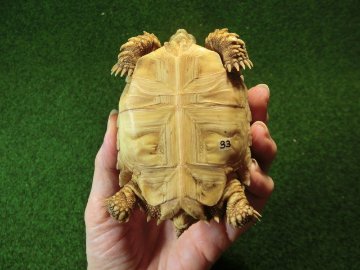 ケヅメリクガメベビー トーゴ産CB個体33番 ちょい甲ズレの画像