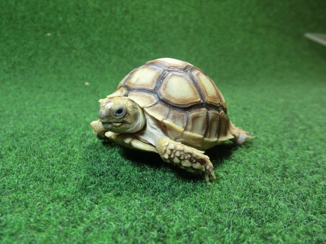 ケヅメリクガメベビー トーゴ産CB個体34番ハイドームの画像