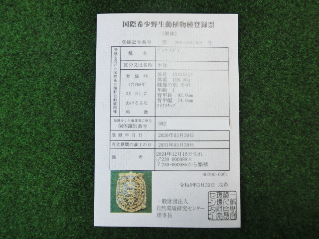 パンケーキリクガメSMサイズ14号恐らくオス 当店繁殖 登録票付き個体の画像