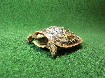 パンケーキリクガメSサイズ14号恐らくオス 当店繁殖 登録票付き個体の画像