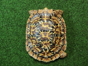 パンケーキリクガメSMサイズ14号恐らくオス 当店繁殖 登録票付き個体の画像