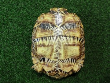 パンケーキリクガメSMサイズ14号恐らくオス 当店繁殖 登録票付き個体の画像