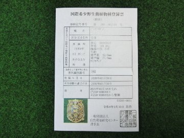 パンケーキリクガメSMサイズ14号恐らくオス 当店繁殖 登録票付き個体の画像