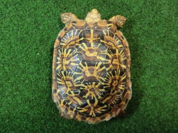 パンケーキリクガメSMサイズ14号恐らくオス 当店繁殖 登録票付き個体の画像