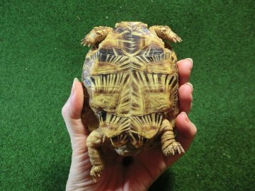 パンケーキリクガメSMサイズ14号恐らくオス 当店繁殖 登録票付き個体の画像