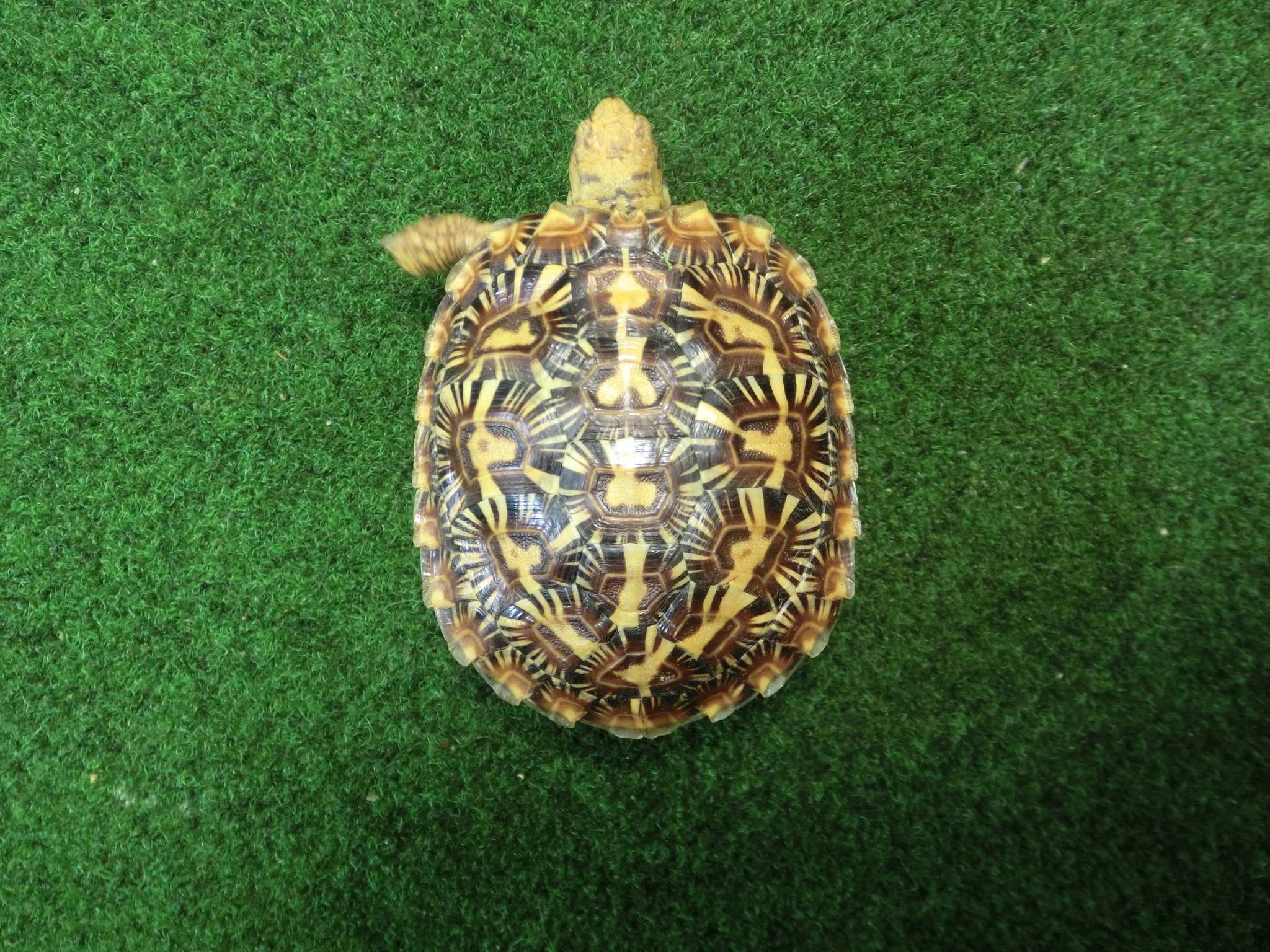 パンケーキリクガメSサイズ16号 当店繁殖 登録票付き個体の画像