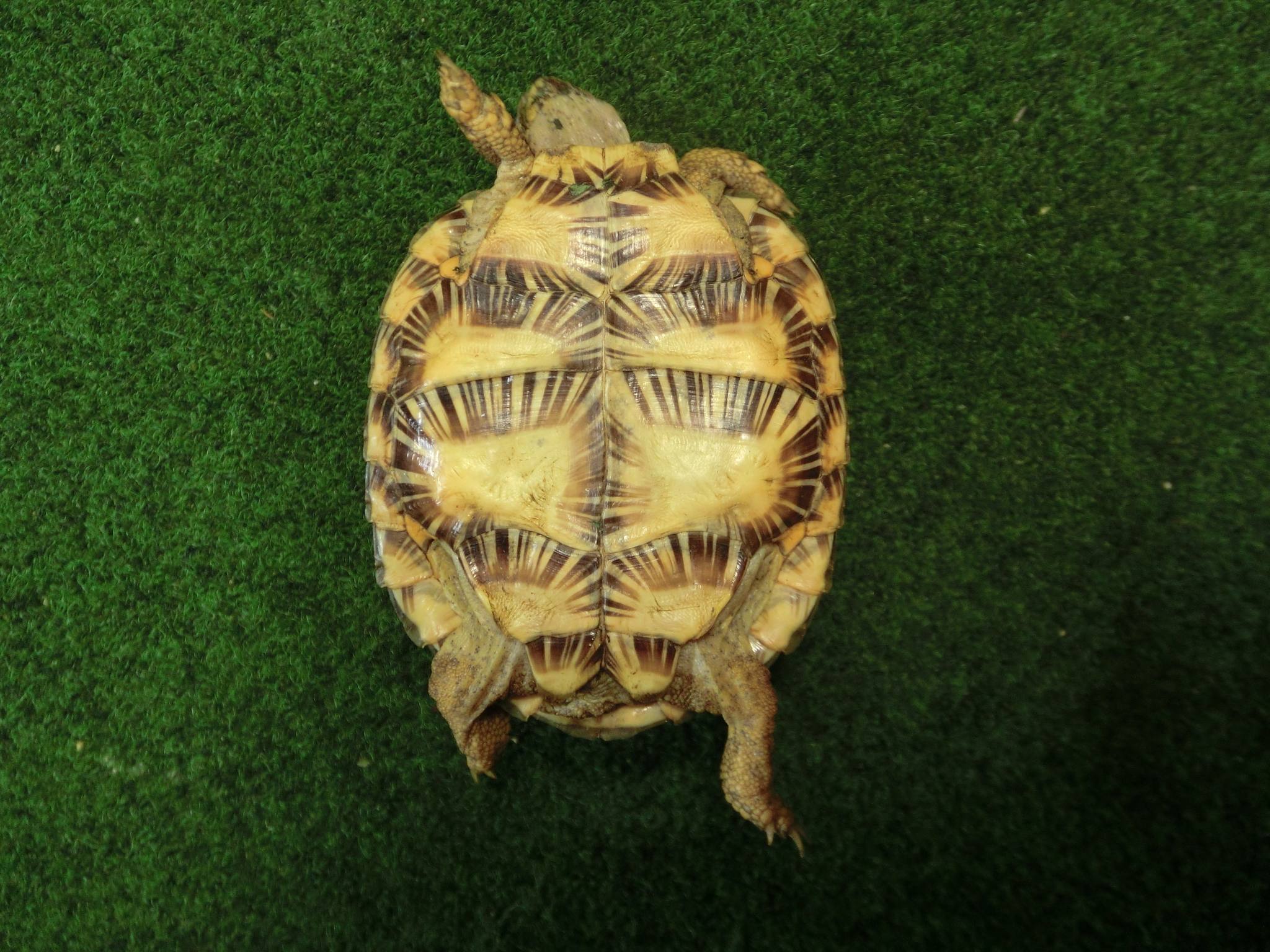 パンケーキリクガメSサイズ16号 当店繁殖 登録票付き個体の画像