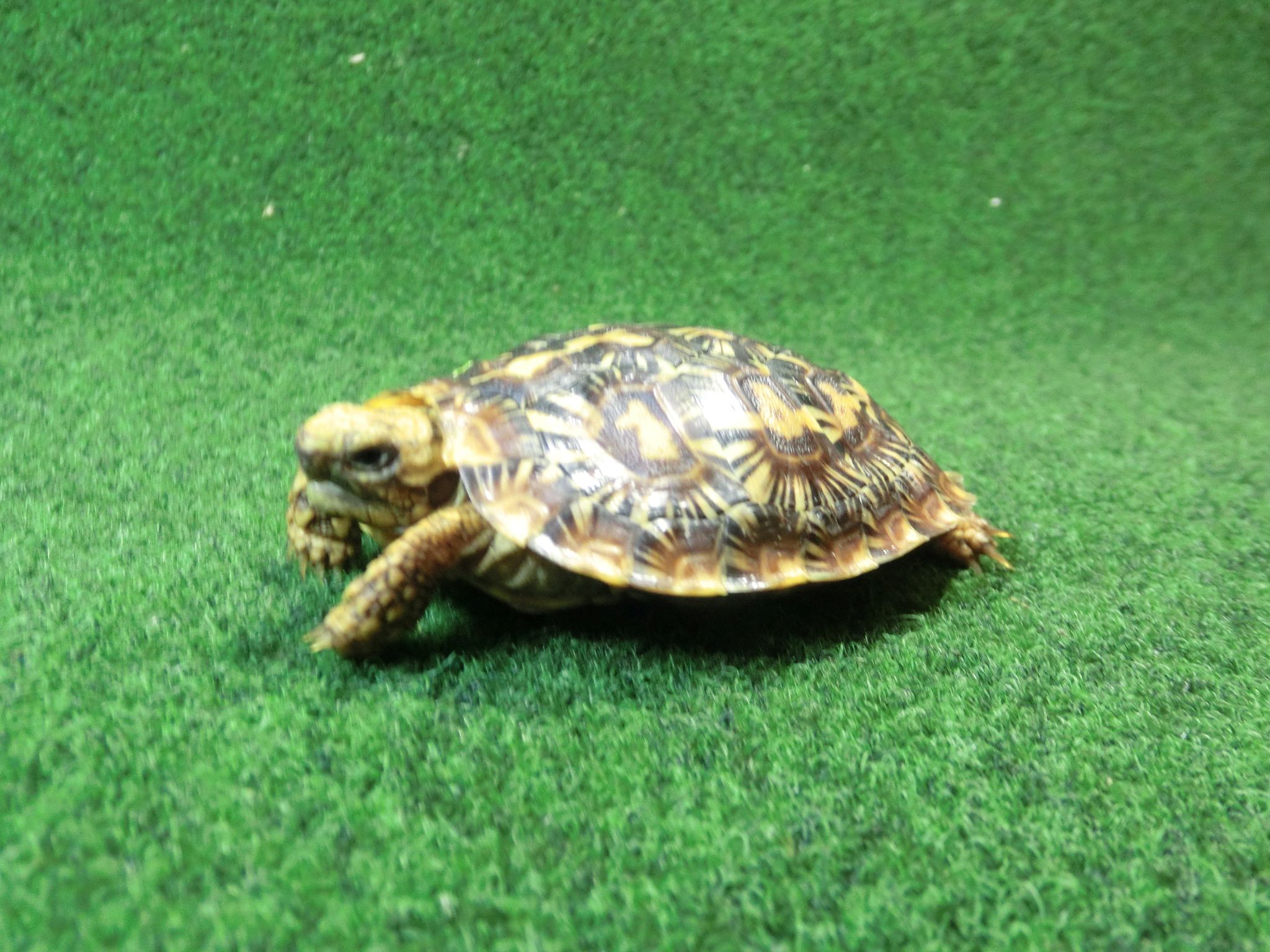 パンケーキリクガメSサイズ16号 当店繁殖 登録票付き個体の画像