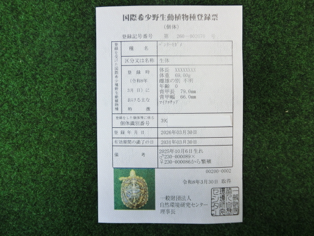 パンケーキリクガメSサイズ16号 当店繁殖 登録票付き個体の画像