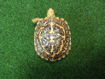 パンケーキリクガメSサイズ16号 当店繁殖 登録票付き個体の画像