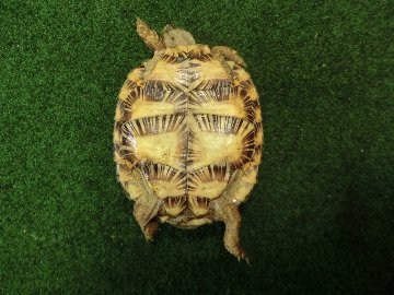 パンケーキリクガメSサイズ16号 当店繁殖 登録票付き個体の画像