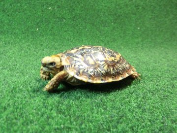 パンケーキリクガメSサイズ16号 当店繁殖 登録票付き個体の画像