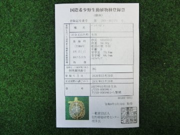パンケーキリクガメSサイズ16号 当店繁殖 登録票付き個体の画像